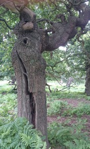 Torsional damage of an oak