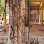 A tree severely damaged during construction works.