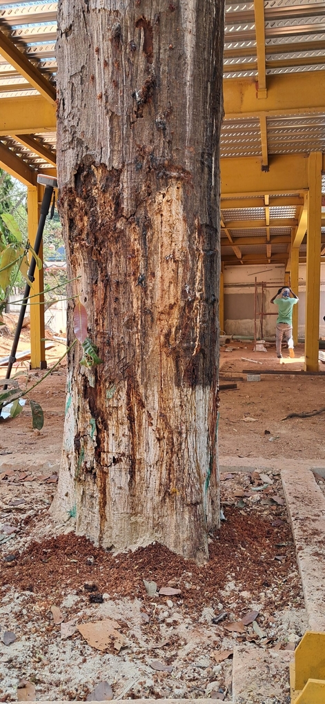 A tree severely damaged during construction works.