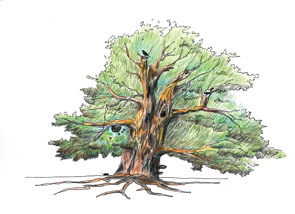 Mature tree