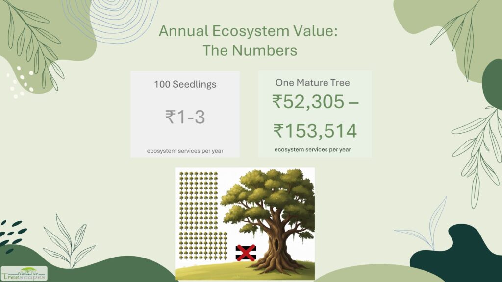 1 mature tree versus 100 seeedlings